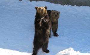 В Московском зоопарке вышли из спячки медведи