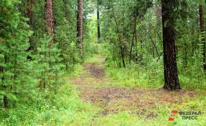 В Битцевском лесу проложат два экомаршрута
