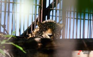 ​В Московском зоопарке впервые за 50 лет появились дымчатые леопарды