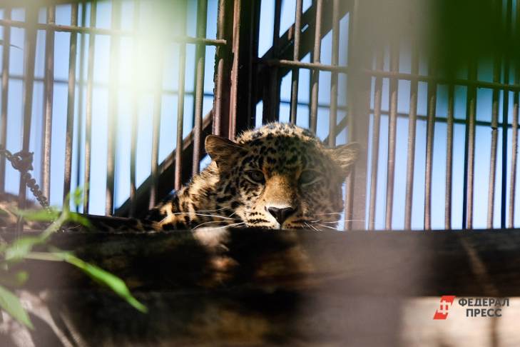 ​В Московском зоопарке впервые за 50 лет появились дымчатые леопарды