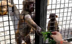 ​Как назовут краснокнижных обезьян из Московского зоопарка решат жители столицы