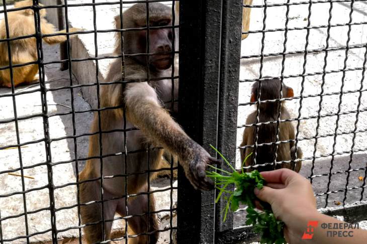 ​Как назовут краснокнижных обезьян из Московского зоопарка решат жители столицы
