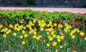 ​В парке «Яуза» этим летом высадят сотни тысяч цветов