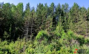 ​Реабилитацию Битцевского леса завершат в этом году