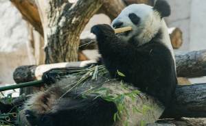 ​Масштабный праздник для китайских панд пройдет в Московском зоопарке