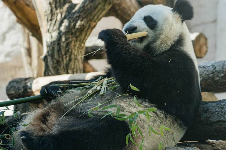 ​Масштабный праздник для китайских панд пройдет в Московском зоопарке