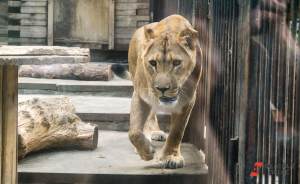 ​В Московской области открывается парк-приют для львов