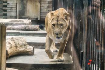 ​В Московской области открывается парк-приют для львов