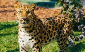 ​В Московском зоопарке обновили экспозицию «Кошачий ряд»