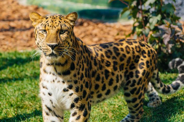 ​В Московском зоопарке обновили экспозицию «Кошачий ряд»