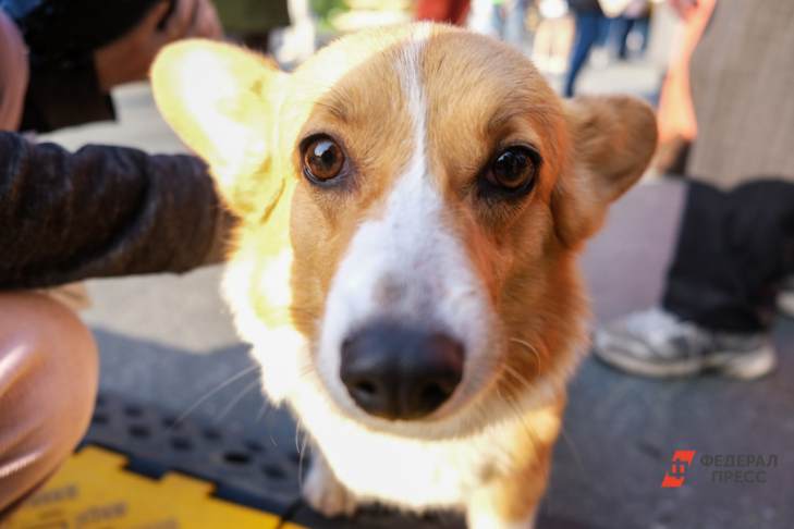 ​Москвичи могут помочь бездомным животным в режиме онлайн