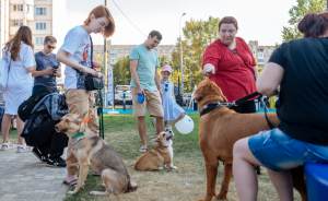 В Гольянове открылась современная площадка для выгула и дрессировки собак