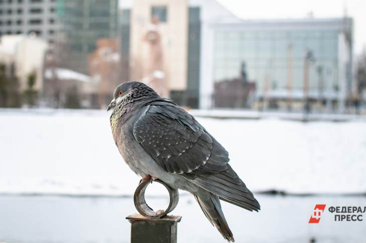 ​Гигантские фигуры голубей начали устанавливать на крыше московской новостройки