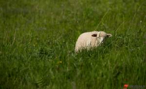 ​Жители Москвы выберут имя для овечки с фермы ВДНХ
