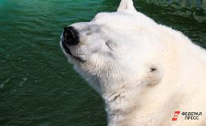 ​В Московском зоопарке поселилась белая медведица с юга
