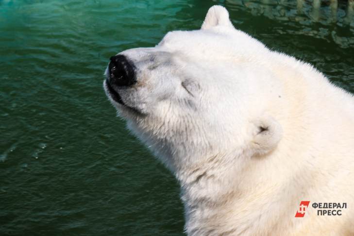​В Московском зоопарке поселилась белая медведица с юга