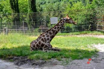​Жираф Самсон вышел в уличный вольер Московского зоопарка