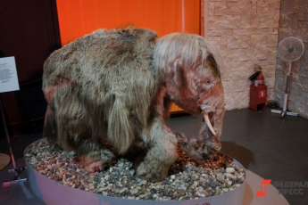 ​В Подмосковье археологи обнаружили бивни мамонта