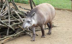 ​Тапир из Московского зоопарка перешел в летний вольер