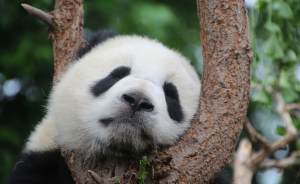 В Московском зоопарке у больших панд впервые родился детеныш