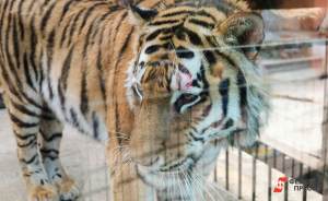 ​В Московском зоопарке поселился амурский тигр из Хабаровского края