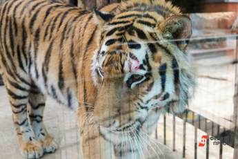 ​В Московском зоопарке поселился амурский тигр из Хабаровского края