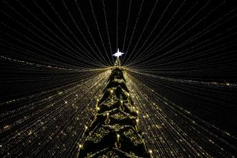 ​В Подмосковье сегодня спилят главную новогоднюю елку Москвы