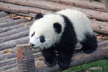 ​Изображение панды Катюши из Московского зоопарка разместили на «Тройке»