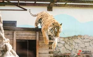 ​Жители Москвы выберут имя для амурского тигра