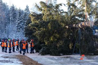 ​Сегодня в Подмосковье спилят новогоднюю ель для Соборной площади