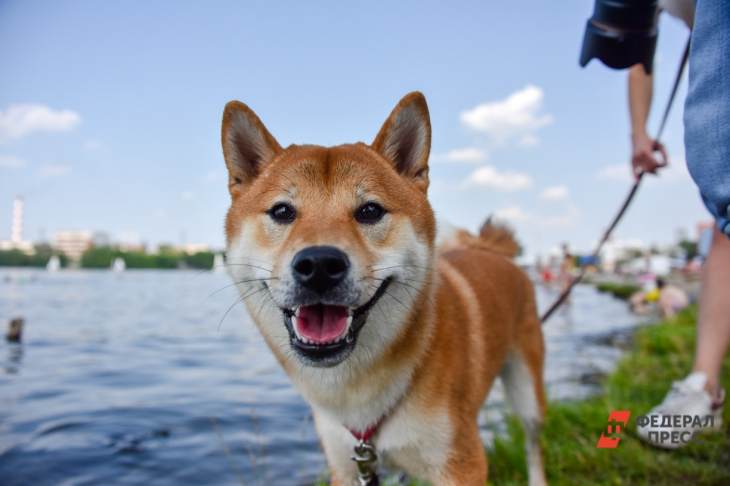 Фестиваль для собак пройдет в Парке Кузьминки