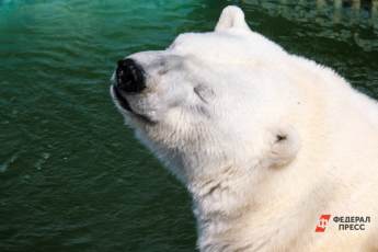 Москвичи смогут поучаствовать в спасении белых медведей