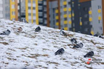До конца недели в Москве будет лежать снег