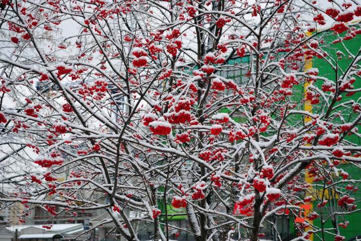 Первый снег выпадет в Москве на этой неделе