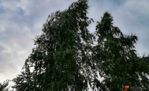 В Москве нашли способ предсказать падение деревьев при урагане