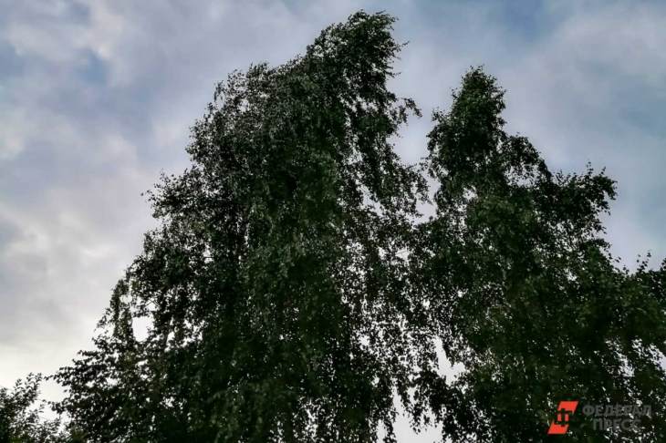 В Москве нашли способ предсказать падение деревьев при урагане