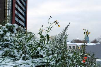 В Москве прогнозируют заморозки до минус 13 градусов