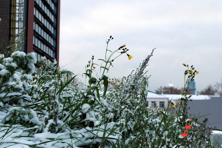 В Москве прогнозируют заморозки до минус 13 градусов