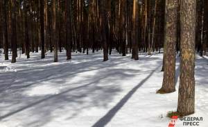​Экологический маршрут появился в Битцевском лесу