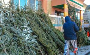 ​Более 14 тысяч сосен сдали москвичи в рамках утилизации новогодних елок
