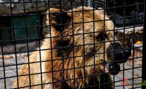 ​Московский зоопарк приютил трех гималайских медведей