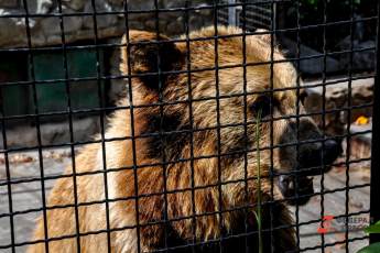 ​Московский зоопарк приютил трех гималайских медведей
