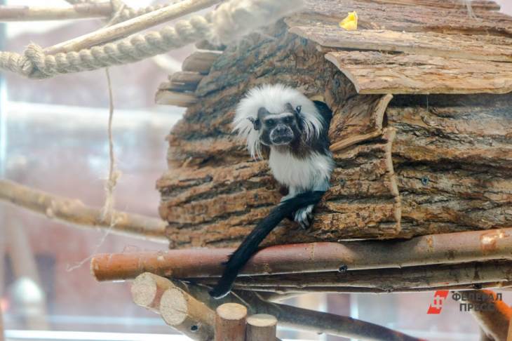 ​Зоологи Московского зоопарка поделились своим опытом по сохранению редких видов животных