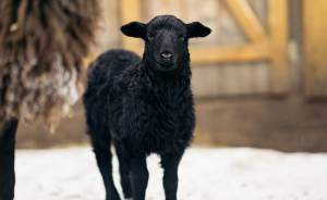 ​На ВДНХ родилась черная овечка