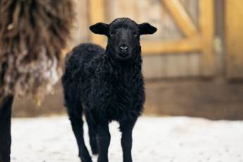 ​На ВДНХ родилась черная овечка