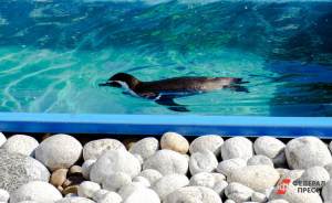 ​В Московском зоопарке родились птенцы пингвинов