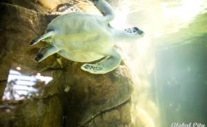 ​Редчайшая черепаха появилась в Московском зоопарке