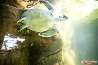 ​Редчайшая черепаха появилась в Московском зоопарке