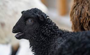 ​Москвичи выбрали имя овечке с «Городской фермы» ВДНХ