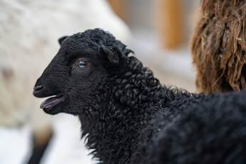 ​Москвичи выбрали имя овечке с «Городской фермы» ВДНХ